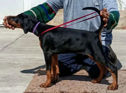 Dobermann - Ida