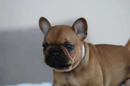 Französische Bulldogge - Ultron
