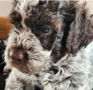 Lagotto Romanjolo - Azorro