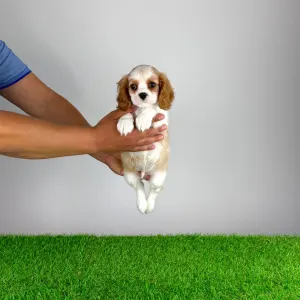 Cavalier King Charles Spaniel - Noen
