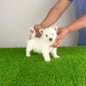 West Highland White Terrier - Holly