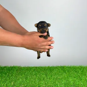 Yorkshire Terrier - Yasko
