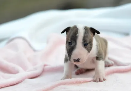 Miniatűr bullterrier - Kendy