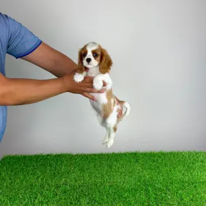 Cavalier King Charles spániel - Patton