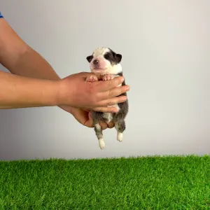 Australian Shepherd - Benivaro