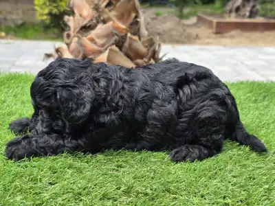 Cavapoo - Zoya