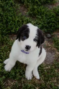 Landseer - Aiko