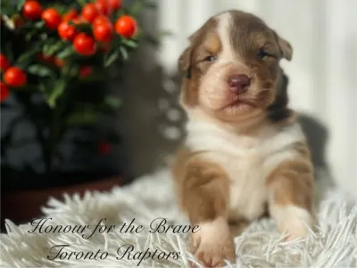 Berger australien - Honour For The Brave Toronto Raptors