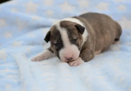 Miniature Bullterrier - Nolan
