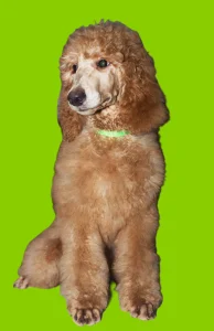 Óriás uszkár - Jameson Pride