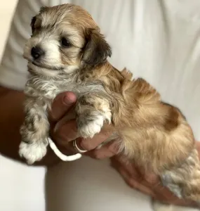 Havanese - Xenso