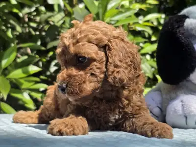 Cavapoo - Curlyjack