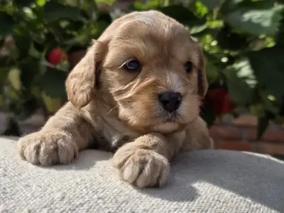 Cavapoo - Bobek