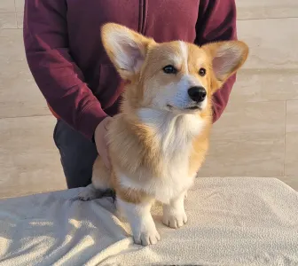 Вельш-корги пемброк - Apollo The Radiant From Farm Of Happy Dogs