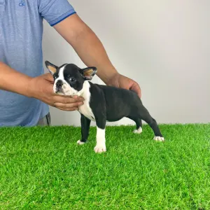 Boston Terrier - Yummy