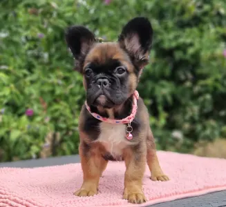 French Bulldog - Fagyi