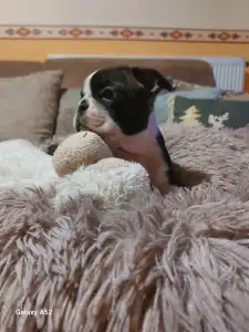 Boston Terrier - Pompás ( Prancer )