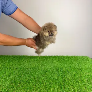 Померанский шпиц - Patina