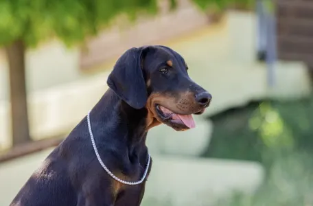 Dobermann - Aaron