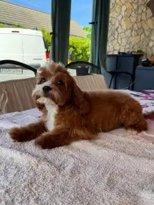 Cavapoo - Charlie
