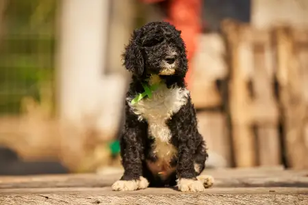 French Water Dog - Fores