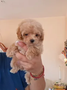Maltipoo - Maltipoo M