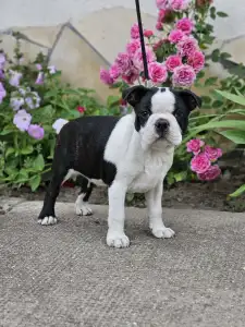 Terrier de Boston - Victorias Grande Elvis