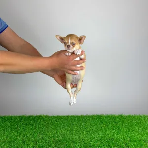 Chihuahua - Zimba 