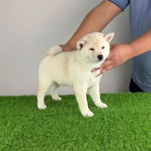 Shiba - Jagawa