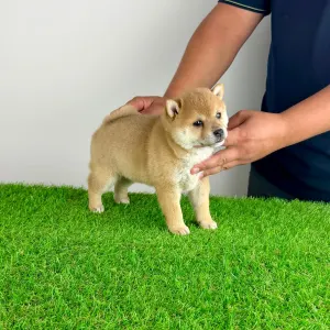 Shiba Inu - Vana