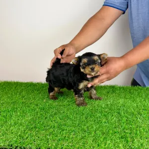 Yorkshire Terrier - Zico