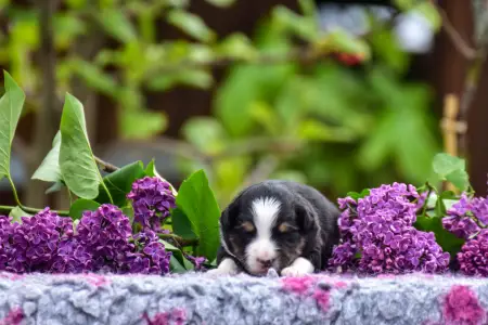 Миниатюрная американская овчарка - Winstead Riverside Eeyore