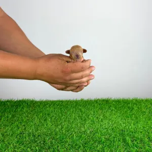 Poodle Toy - Zingo
