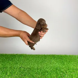 Dachshund - Frankfurti 