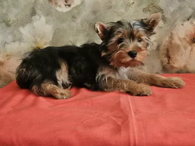 Yorkshire Terrier - Cirano