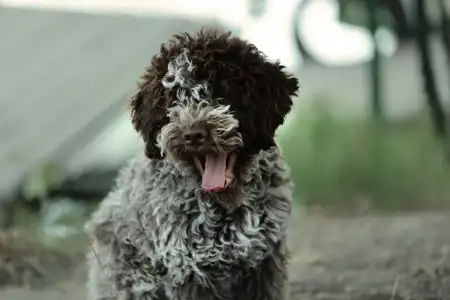 Лаготто-романьоло - Stelle Del Lagotto Amore Alwin Berger