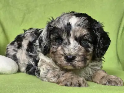 Cavapoo - Merlin