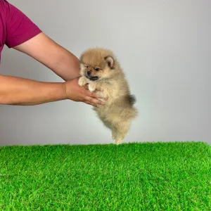 German Pomeranian Spitz - Digger 