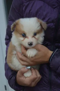 Border Collie - Aegen