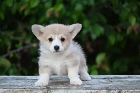 Pembroke Welsh Corgi - Magnólia