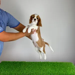 Cavalier King Charles Spaniel - Orbin