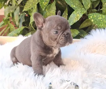 Französische Bulldogge - Davis