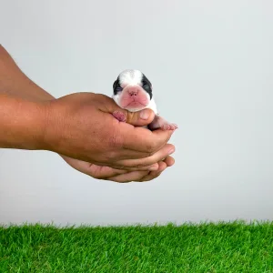 Boston Terrier - Kanja