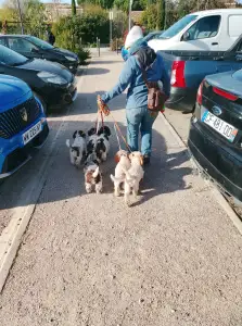 Romagna Water Dog - Lagotto Passion Aureate Theodora