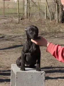 Staffordshire Bull Terrier - Dailos No Refund