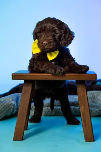 Portuguese Water Dog - Bendjamin Riva