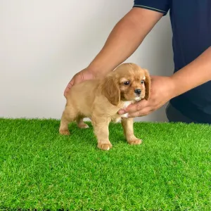 Cavalier King Charles Spaniel - Woody