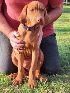 Hungarian Short-haired Vizsla - Somló Spirit Bumble Bee
