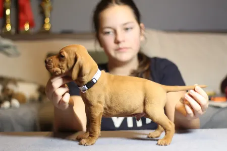 Hungarian Short-haired Vizsla - Lamborghini