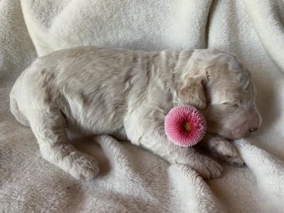 Lagotto Romanjolo - Friendly Lagotto Bessye